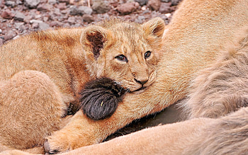 Animals, Young, To Lie Down, Lie, Lion, Sadness, Joey, Sorrow HD wallpaper