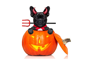 Happy Halloween!, dog, animal, black, orange, demon, halloween, pumpkin, funny, card, paw, caine HD wallpaper