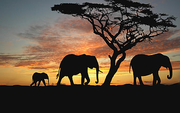 Trees, Elephants, Dark, Silhouette, Young, Stroll, Joey HD wallpaper