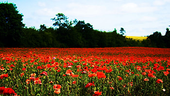 Just a field of poppies in Oregon - Willamette Valley, red, blossoms, trees, sky, usa HD wallpaper