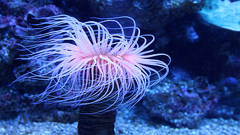 Sea Anemone, Posted by Sarah Cunningham HD wallpaper