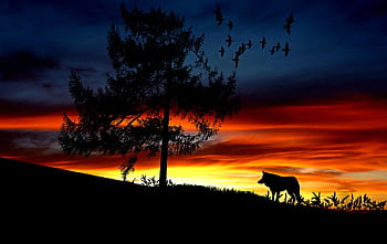 Dramatic silhouette of a wolf and tree against a colorful sunset sky. HD wallpaper