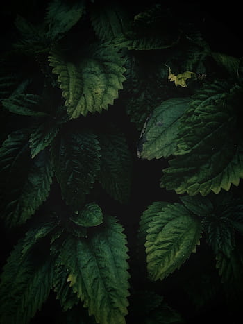 Close-up of dark green leafy plants, showcasing intricate textures in a lush forest setting. HD phone wallpaper