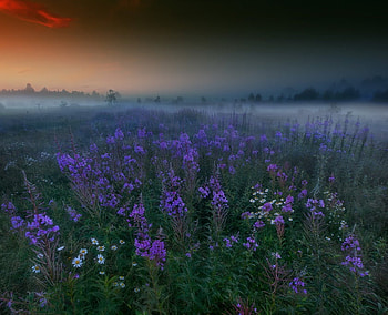 Purple Mist, mist, purple, morning, landscape, sky, beautiful, flowers, lovely HD wallpaper