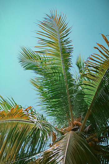Nature, Sky, Leaves, Wood, Tree, Palm, Branches, Bottom View HD phone wallpaper