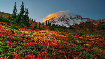 Mt Rainier NP, Washington, fall, colors, landscape, autumn, trees, sky, usa HD wallpaper