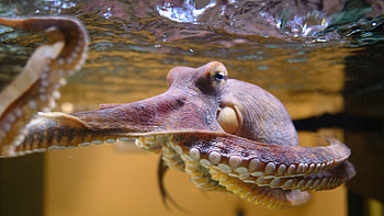 Dreaming octopuses, Scientific discovery, Intriguing somag news, Cephalopod sleep patterns HD wallpaper