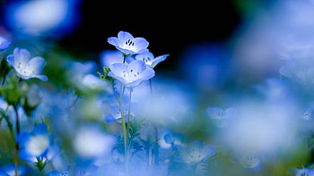 Flowers, Macro, Bloom, Flowering HD wallpaper