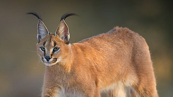 Stunning caracal, Intricate patterns, Artistic composition, Beautiful creature HD wallpaper