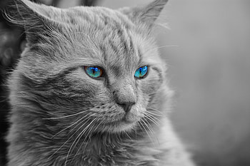 Animals, Cat, Fluffy, Muzzle, Bw, Chb, hop, Blue Eyed, Blue-Eyed HD wallpaper