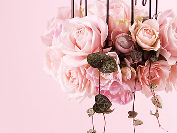 Plants, Flowers, Roses HD wallpaper