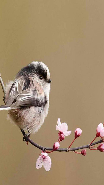 flower, Animal, bird HD phone wallpaper