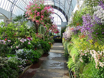 winter garden, winter, auckland, garden, beautiful, flowers, amazing HD wallpaper