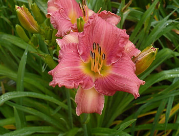 Lilies ~ Foolish Pride, pink, lilly, foolish pride, flower, green, nature, spring HD wallpaper