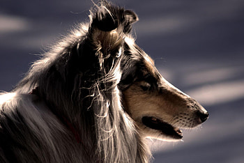 The portrait (for Coco), dog, profile, animal, , , pic, portrait, collie, wall HD wallpaper