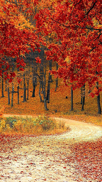 Autumn Forest, Forests HD phone wallpaper