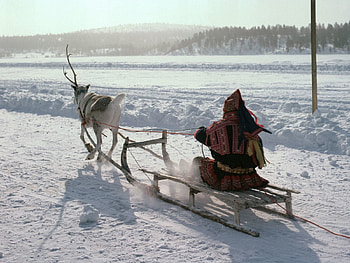 Transport, Nature, Snow, Deer, Sleigh, Sledge, North Pole, Eskimo HD wallpaper