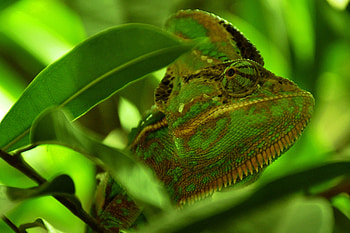 Animals, Leaves, Color, Reptile, Chameleon HD wallpaper