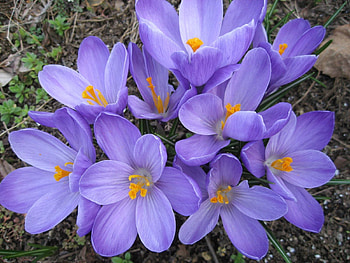 Flowers, Disbanded, Loose, Spring, Primrose, Crocuses HD wallpaper
