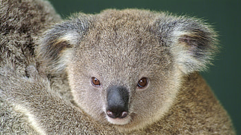 Koala love, Endearing koalas, Heartwarming moments, Cuddly connections HD wallpaper