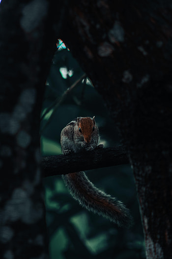 Animals, Squirrel, Wood, Tree, Tail, Rodent HD phone wallpaper