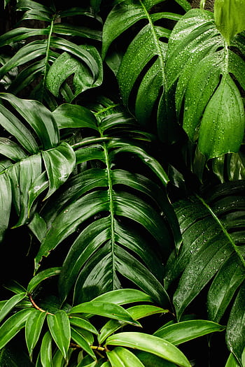 Vibrant green monstera leaves covered in dewdrops, evoking freshness and growth. HD phone wallpaper