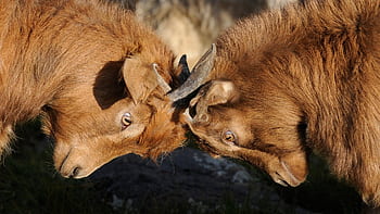 Two brown goats engage in a playful headbutting interaction in a natural outdoor setting. HD wallpaper