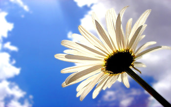 Sky, Clouds, Camomile, Flower, Macro, Shadow, Chamomile HD wallpaper
