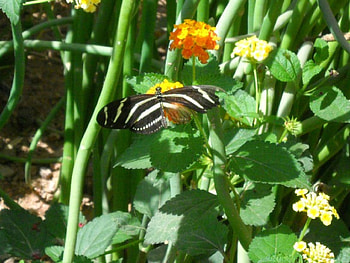 Butterfly, flower HD wallpaper