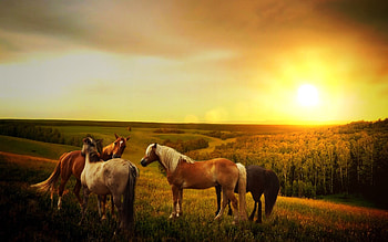 Horses, landscape, trees, autumn, sky, forest, sunset HD wallpaper
