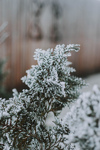 Snow, Macro, Branch, Needles HD phone wallpaper