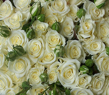 bud, background, white, roses HD wallpaper