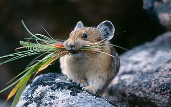 Hamster , Custom backgrounds, Personalize your screen, High-quality HD wallpaper