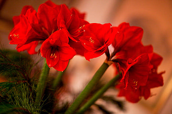 Amarillys for Cinzia, red flowers, amarillys, beautiful, pot HD wallpaper