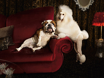 Animals, Dogs HD wallpaper