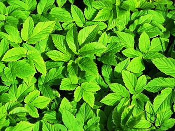 Plants, Nature, Leaves HD wallpaper
