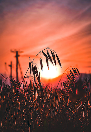 Nature, Sunset, Grass, Sun, Silhouette, Ear HD phone wallpaper