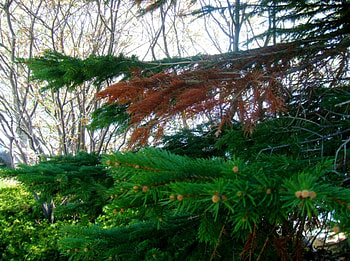 burnt greenery, trees, burnt, pine, green HD wallpaper