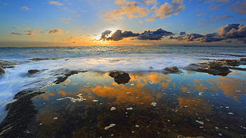 Green Sea Anemones During Sunset , sea, nature, sunset HD wallpaper