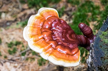 Medicinal mushrooms, Powerful pricey, Smart people, Rotten things HD wallpaper