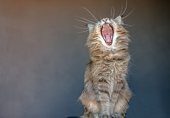 Good morning!, cat, open, sitting, mouth HD wallpaper