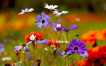 Plants, Flowers HD wallpaper