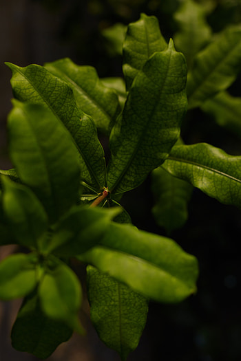 Leaves, Plant, Macro, Branch HD phone wallpaper