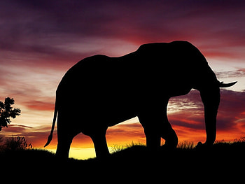 ELEPHANT AT DUSK, ELEPHANT, DUSK, , ANIMAL HD wallpaper