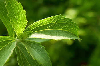 Stevia, Label, Steviol glycosides, Food HD wallpaper