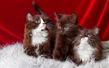 Cute kittens, sweet, kitty, cozy, cats, cute, fluffy, kittens, pets, adorable, friends HD wallpaper