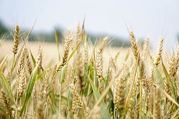Close-up of a wheat field under a bright summer sky, perfect for agriculture and landscape themes. HD wallpaper