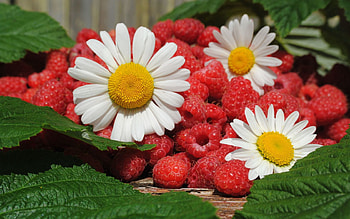 Food, Leaves, Camomile, Raspberry, Berries, Leaflets HD wallpaper