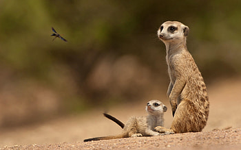 Animals, Sand, Meerkats HD wallpaper