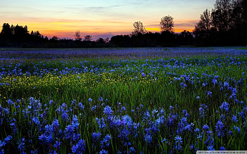 Landscape, Flowers, Sunset, Fields HD wallpaper